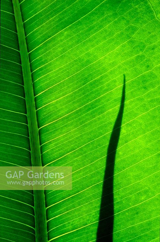 rubber plant Ficus elastica