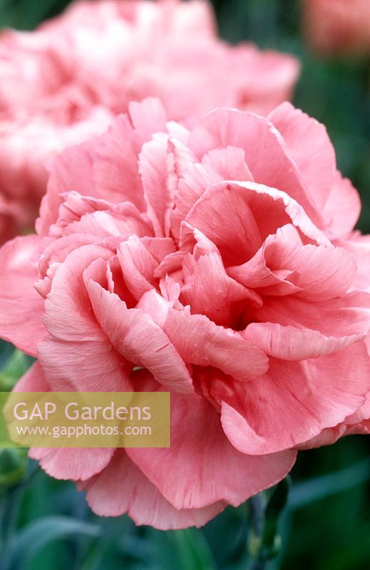 old fashioned pink Dianthus Duchess of Westminster