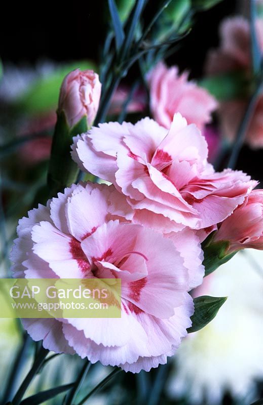 old fashioned pink Dianthus Doris