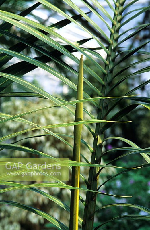 Dypsis decaryi triangle palm