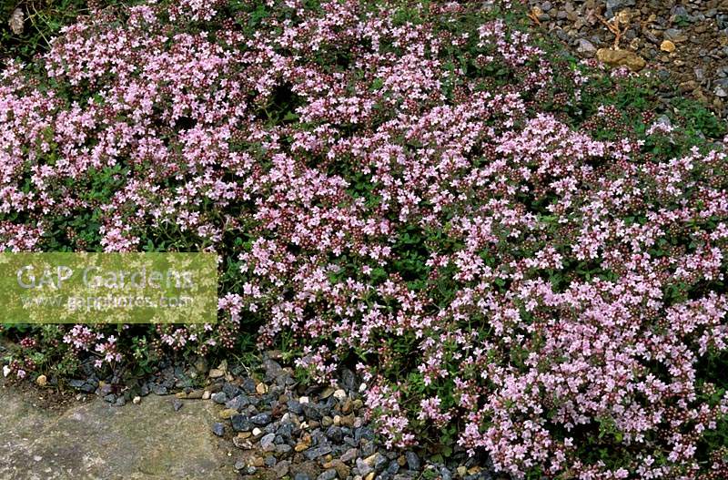 Thyme Thymus Pink Chintz growing in cracks in pavement