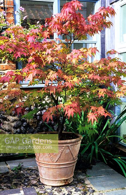 private garden Sussex Acer palmatum in large terracotta container in patio garden
