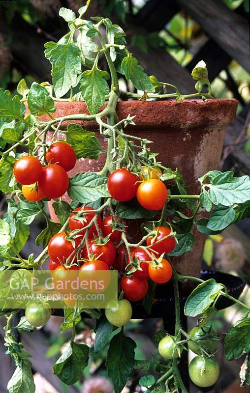 Tomato Tumbler in terracotta pot