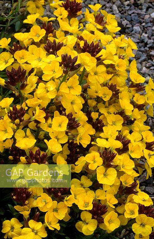 wallflower Erysimium Bowles Yellow