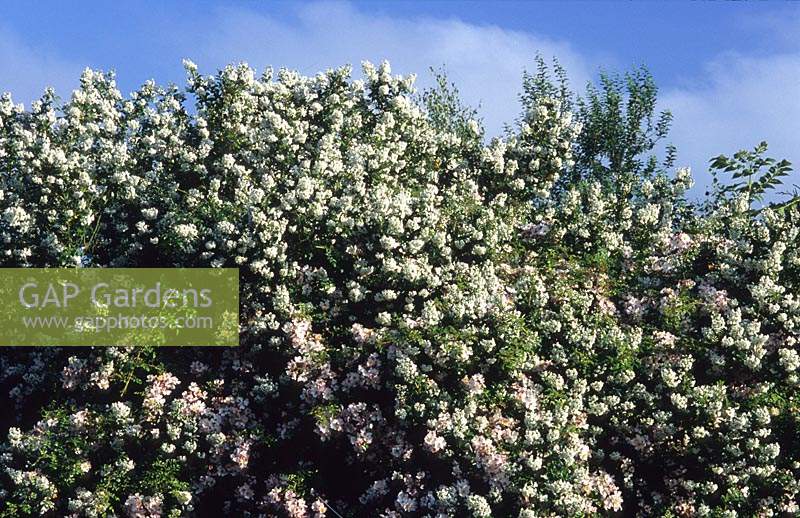 informal hedge of Escallonia Iveyi Rosa Balleina