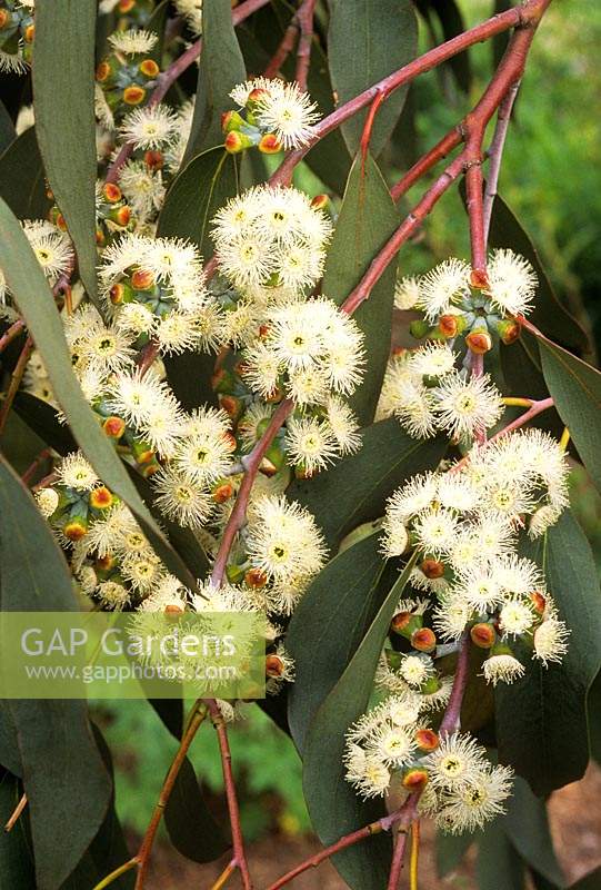Eucalyptus niphophila flowers