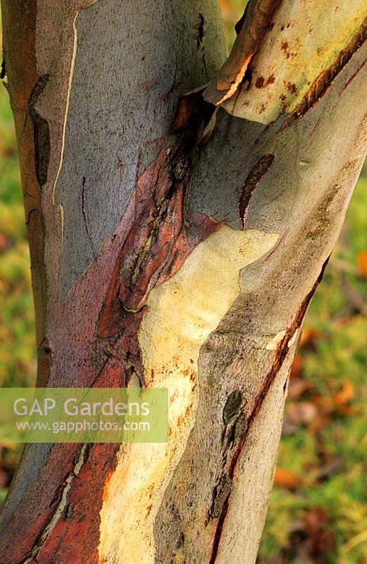 Eucalyptus pauciflora bark