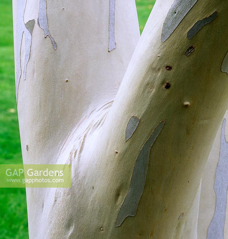 Eucalyptus pauciflora subsp pauciflora