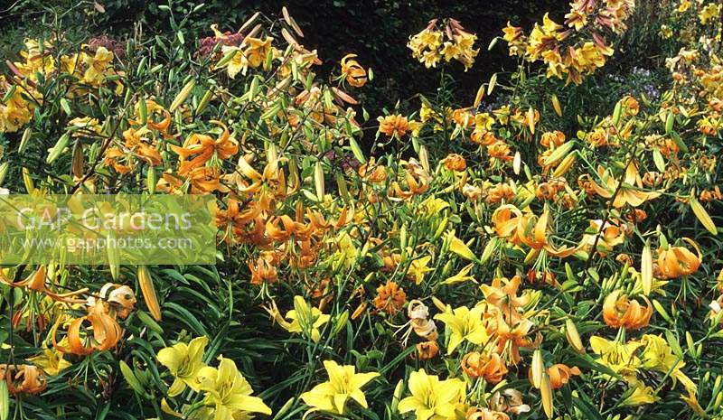 lily Lilium superbum; 'Yellow Blaze' and 'African Queen' summer flower bulbous perennial orange yellow