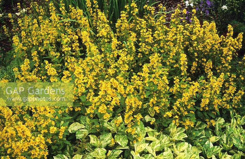 yellow loosestrife Lysimachia punctata with Persicaria Painter's Palette