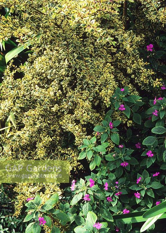 Luma apiculata Glanleam Gold with Impatiens pseudoviola