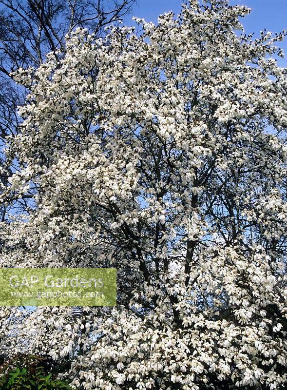 Magnolia Wada's Memory Wadas tree