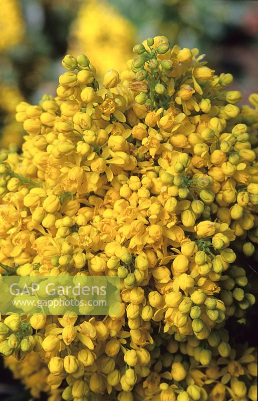 Oregon grape Mahonia aquifolium Apollo
