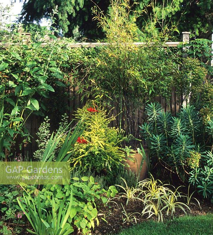Anne Swithenbank s garden Surrey Large container border bamboo Phylostachis nigra