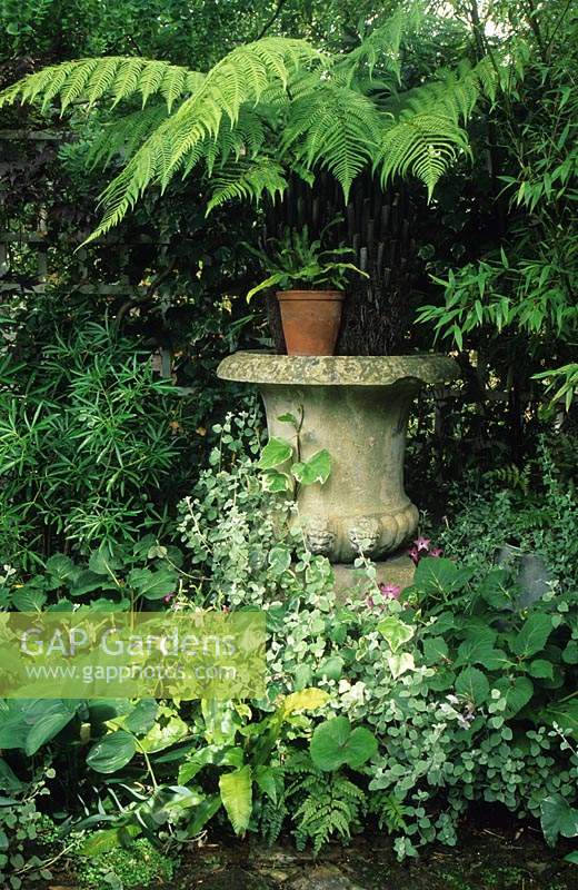 private garden London Design Jonathan Baillie urn border tree fern Dicksonia antarctica