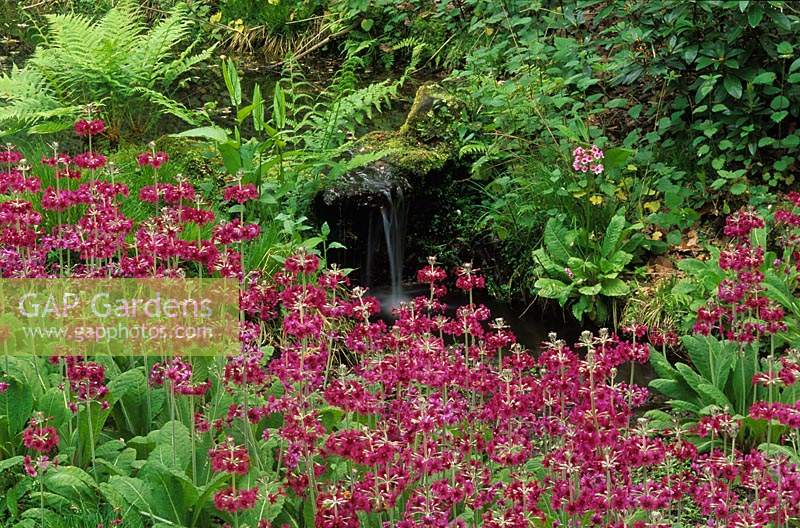 Cowdrey Park Sussex Woodland garden with stream and water cascade candleabra primulas Primula pulverlenta