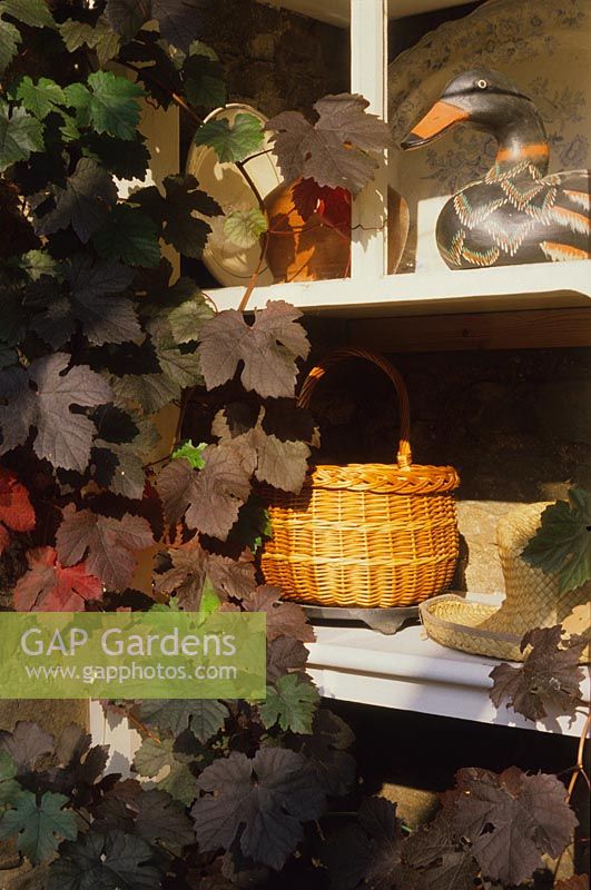 conservatory shelving with basket decoy duck and Vitis vinifera Purpurea