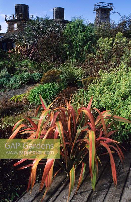 Private garden Mendocino California Design Jaen Treesinger New Zealand flax Phormium Jester beside decking