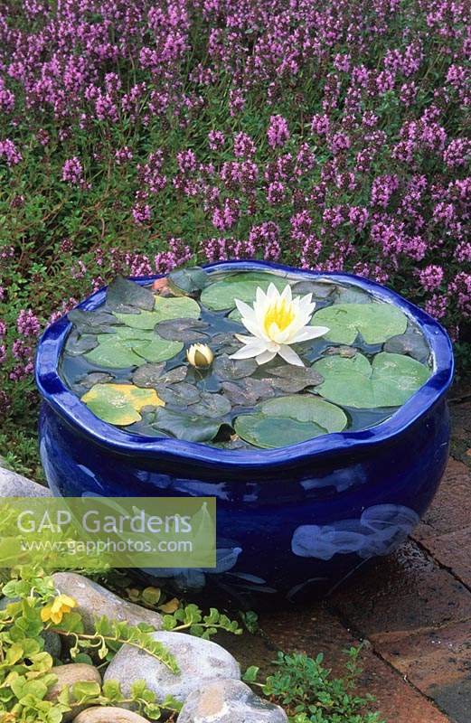 Blue ceramic pot container pond with dwarf waterlily