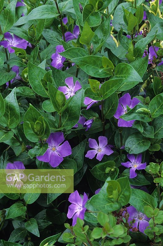 Greater periwinkle Vinca major Summer flowering ground cover purple flower flowers