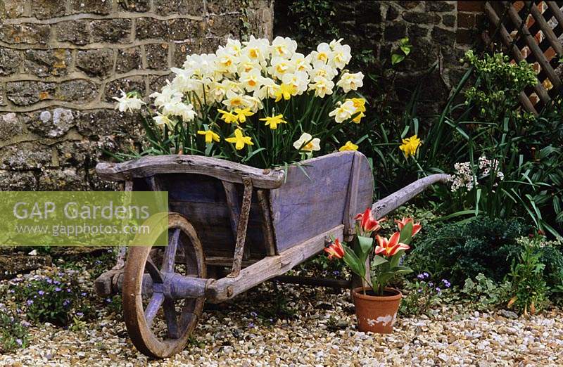 The Oast Houses Hampshire recycled container Old wooden wheelbarrow planted with Narcissus