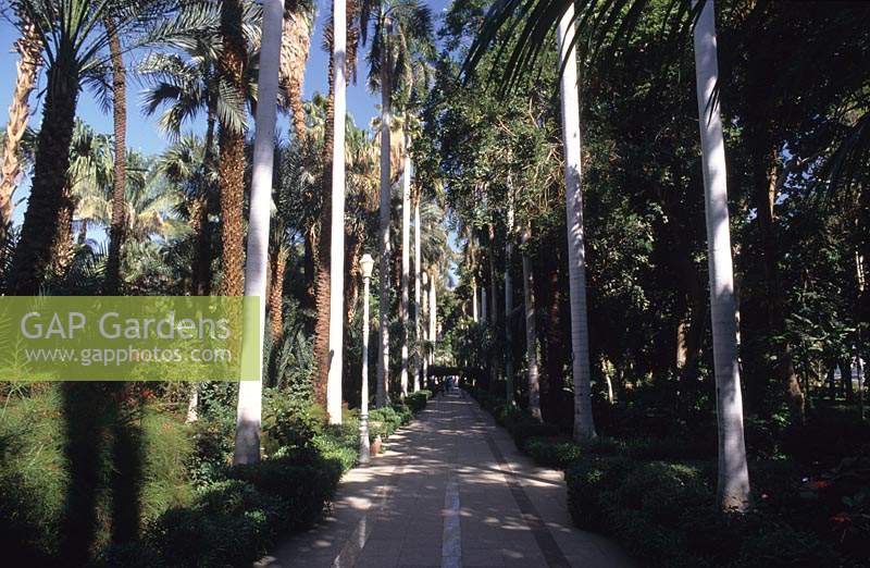 Kitcheners Plantation garden Aswan Egypt Arboretum native trees palms including Royal palm Roystonia regia