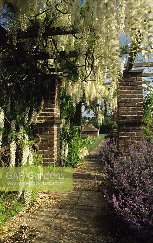 Gravetye Manor Sussex wisteria pergola Wisteria floribunda Alba