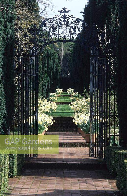 Filoli California View through iron gates along yew allee with large pots of daffodils Narcissus Ice Follies
