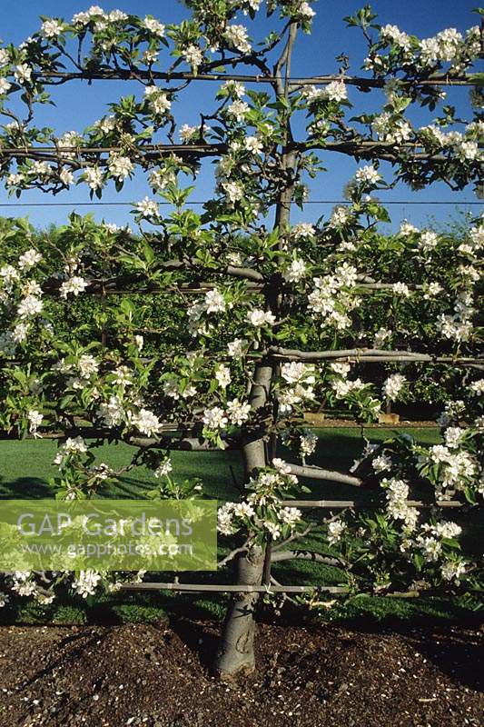 RHS Wisley Surrey Espalier apple Ellison s Orange in Spring