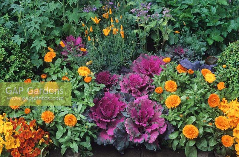 Chelsea FS 1995 Design Rupert Golby Kitchen garden with vegetables and flowers cabbage and calendula