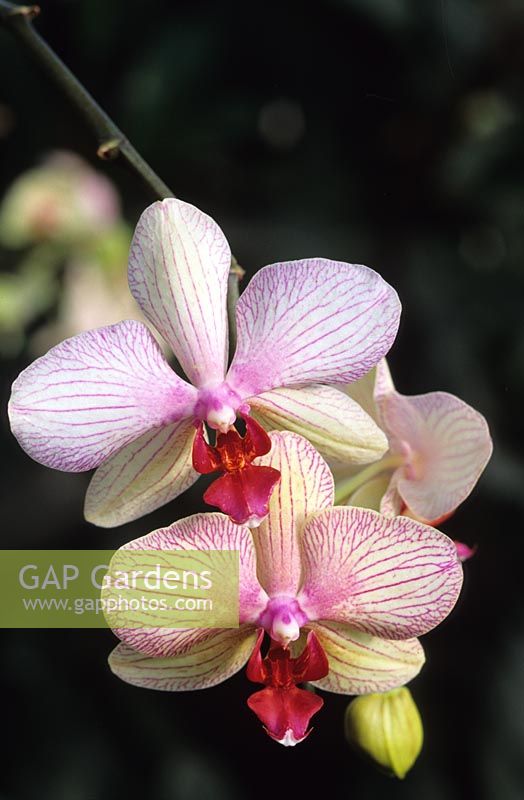 moth orchid Phalaenopsis hybrid