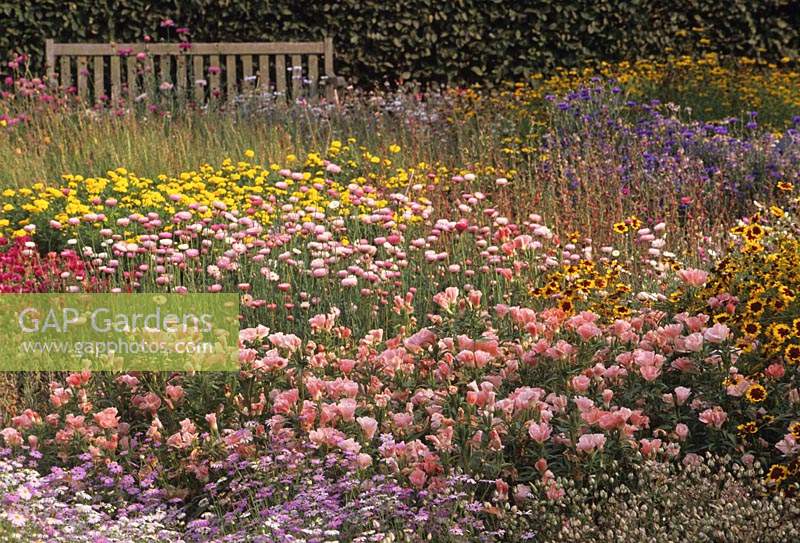 RHS Wisley Surrey summer flowering seed sown annuals Clarkia Mrs Sybil Sherwood Vrachyscombe Summer Skies Coreopsis Special Mixt