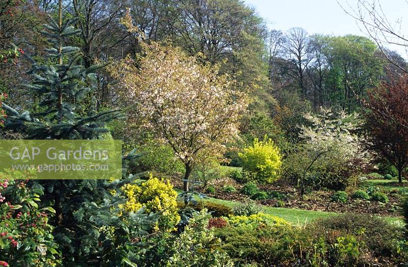 Barnsdale Rutland Geoff Hamiltons garden in Spring with flowering cherries and view across garden