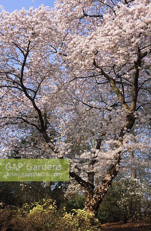 flowering cherry Prunus x yedoensis Spring flower blossom tree white