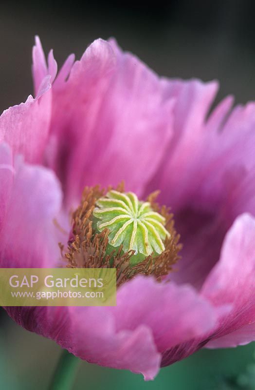 opium poppy Papaver somniferum