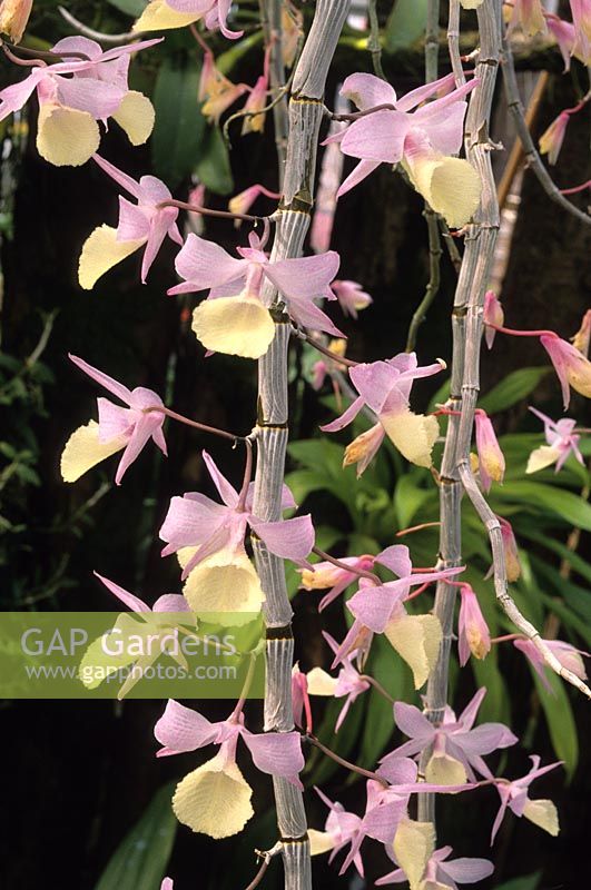 orchis Dendrobium pierardii