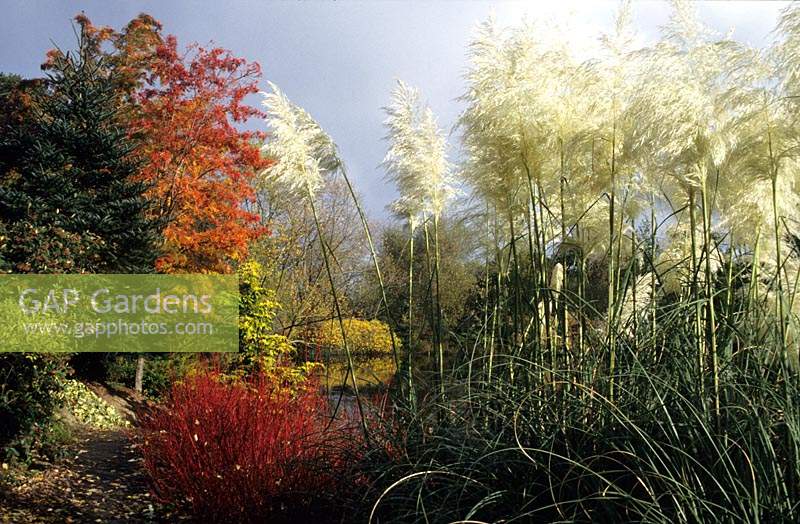 The Dingle Powys pampass grass Cortaderia selloana with autumn colour in the garden