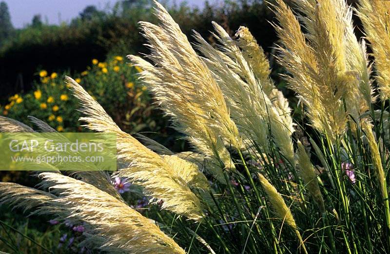 pampass grass Cortaderia selloana Sunningdale Silver