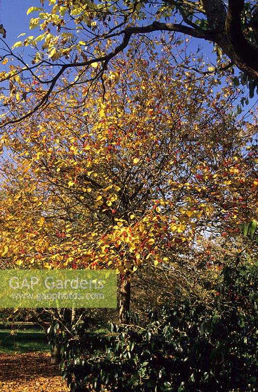 Hilliers Arboretum Hampshire in autumn Crataegus tomentosa