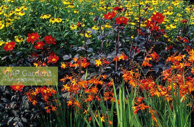RHS Wisley Surrey herbaceous border in late summer Crocosmia Jackanapes Dahlia Tally Ho Helenium Gartensonne