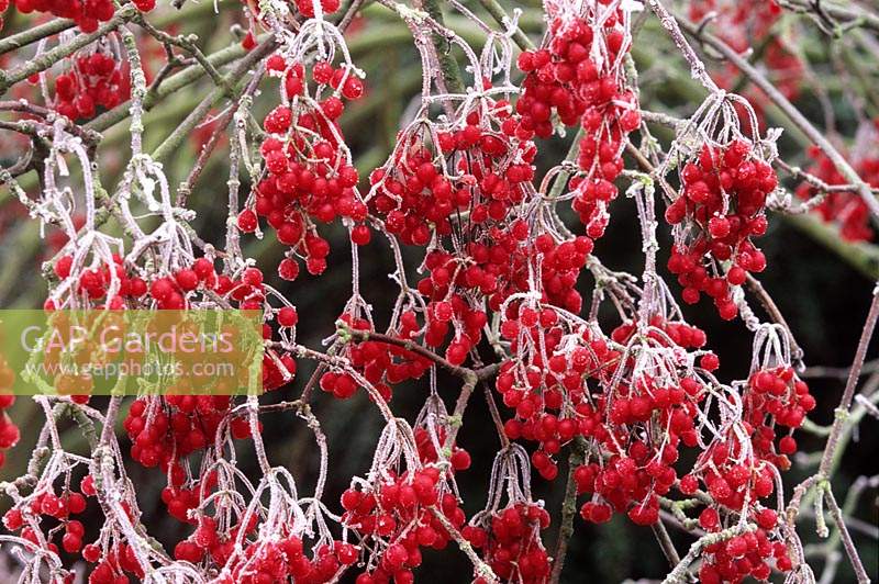 frost on Viburnum betulifolium berries on winter