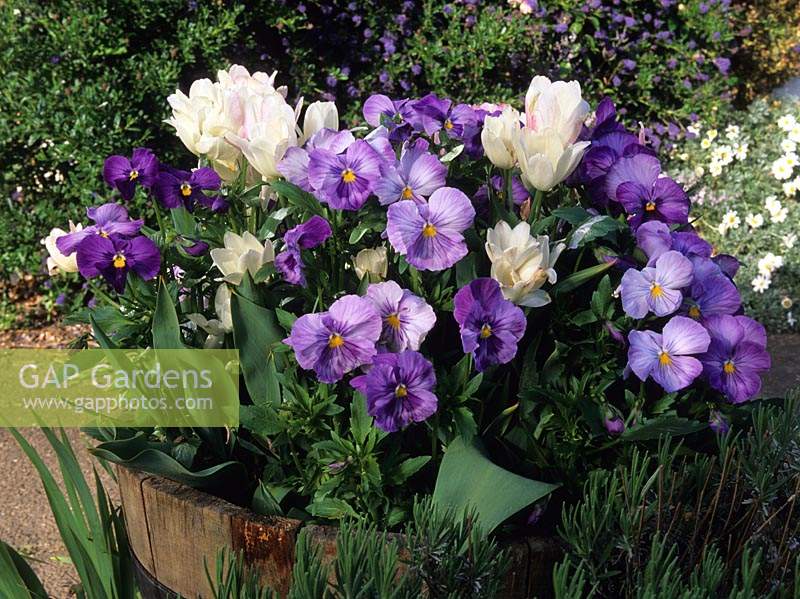 Eastgrove Cottage Worcestershire white Tulipa Candy Club and blue pansies in wooden barrel container