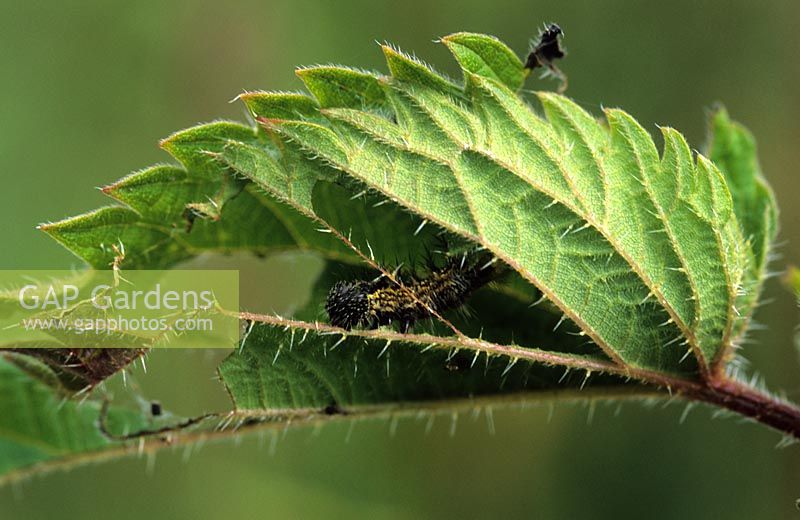 red admiral butterfly caterpillar on stinging nettle