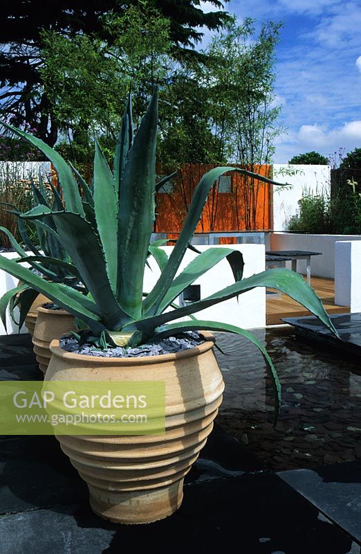 contemporary modern patio garden with drought tolerant Agaves in containers and bamboo summer July
