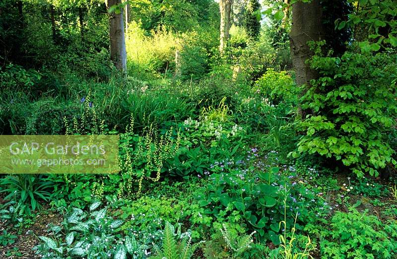 Browns Hill Gloucestershire woodland shade garden with groundcover plants Brunnera Pulmonaria Tiarella Tellima grandiflora Beech
