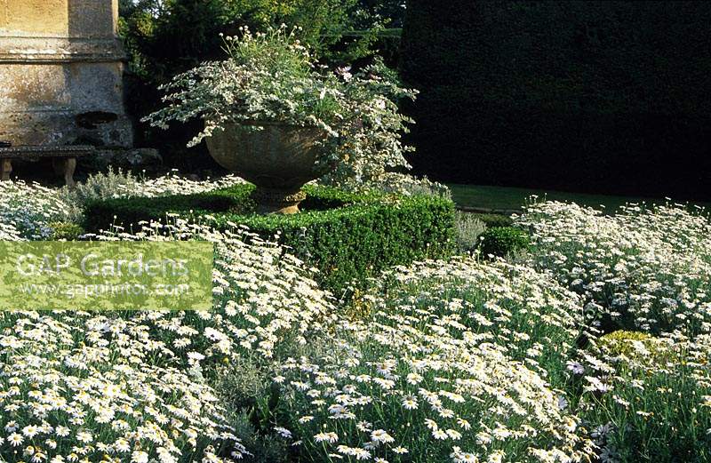 Sudeley Castle Gloucestershire the White Garden with Marguerites and silver Helichrysum in urn boxwood hedges