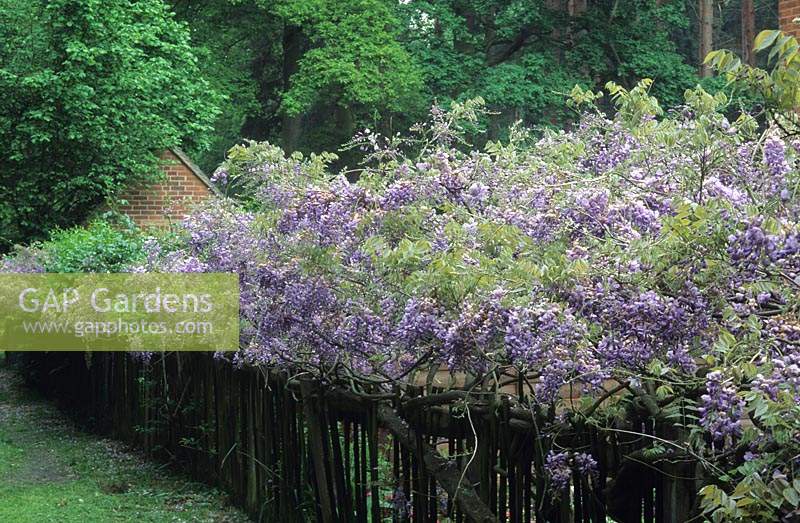 private garden Surrey Wisteria sinensis growing along picket fence