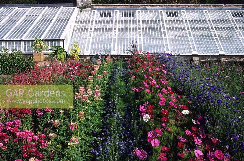 Lost Garden of Heligan Cornwall cutting garden borders with colourful annuals and glasshouse