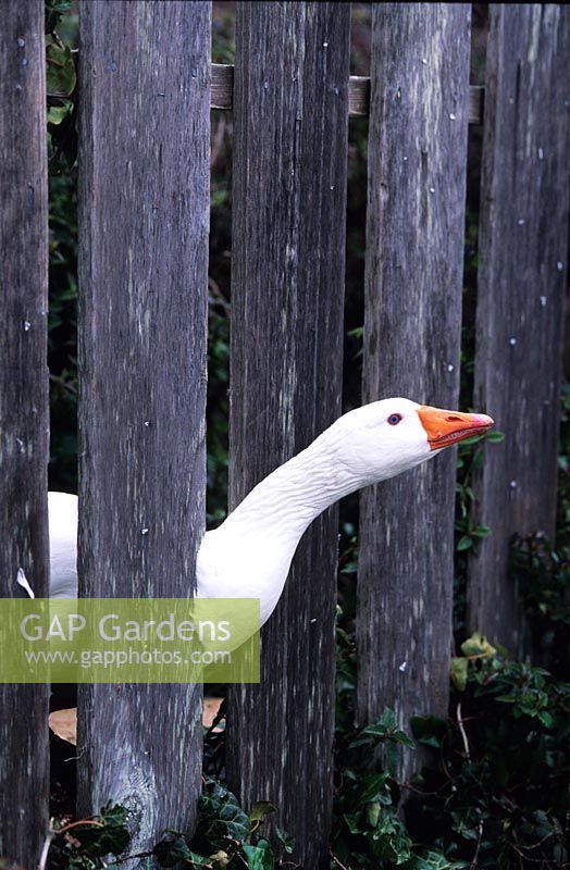 goose acting as guard dog