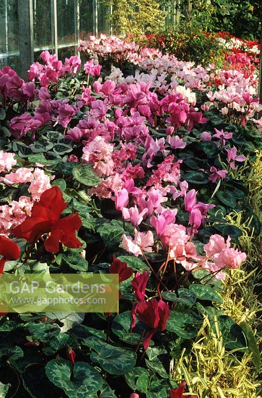 RHS Wisley Surrey Cyclamen persicum cultivars in pots on glasshouse staging